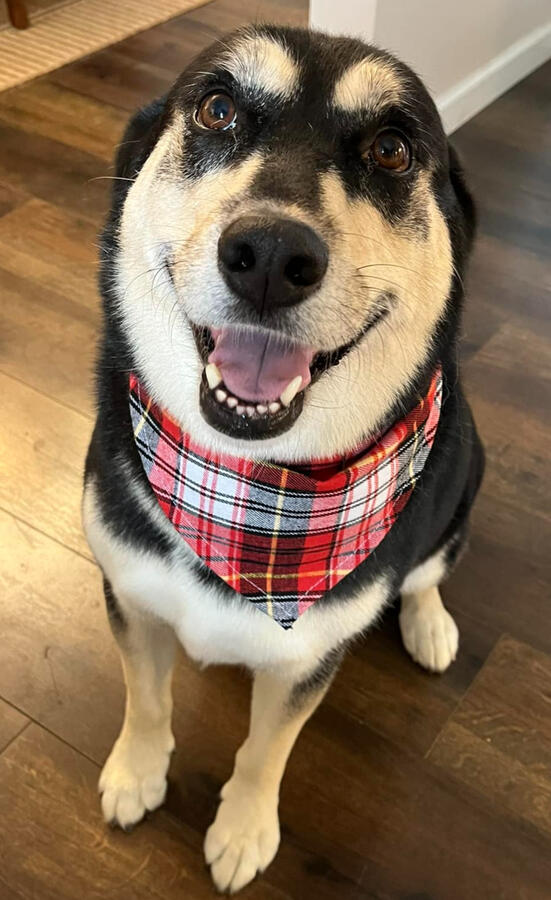 Karma, the Happy Puppy Karma, the Happy Puppy