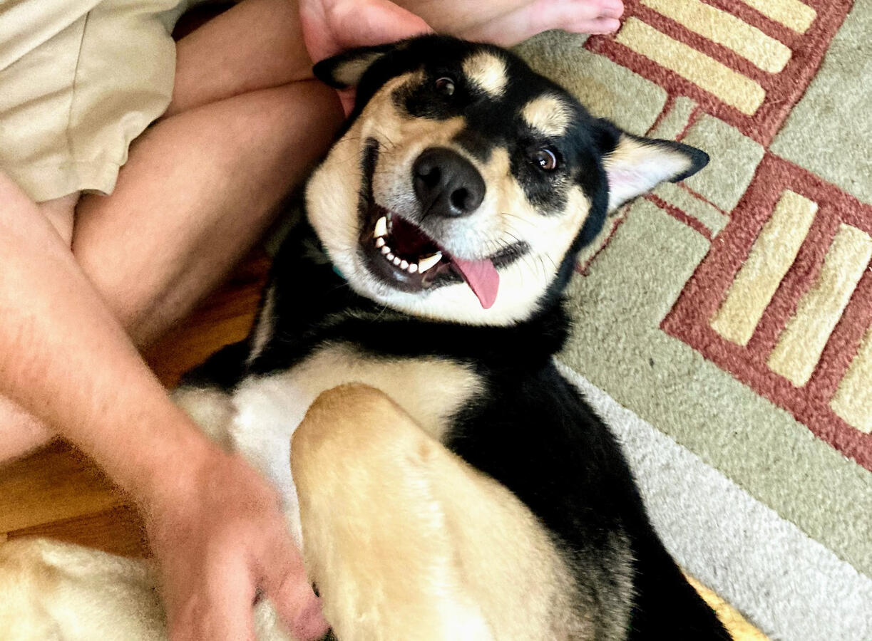 The Goofiest Dog In The World!